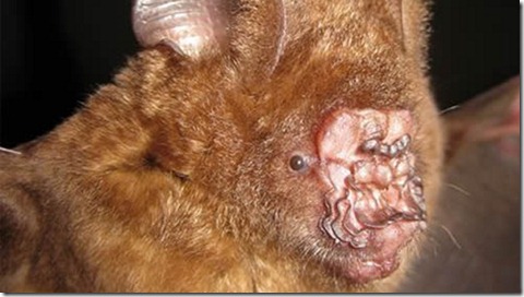 lumpy-nosed bat
